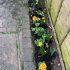 My Lessons From Gardening (Part I)