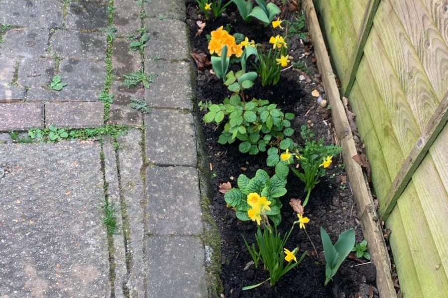 My Lessons From Gardening (Part I)