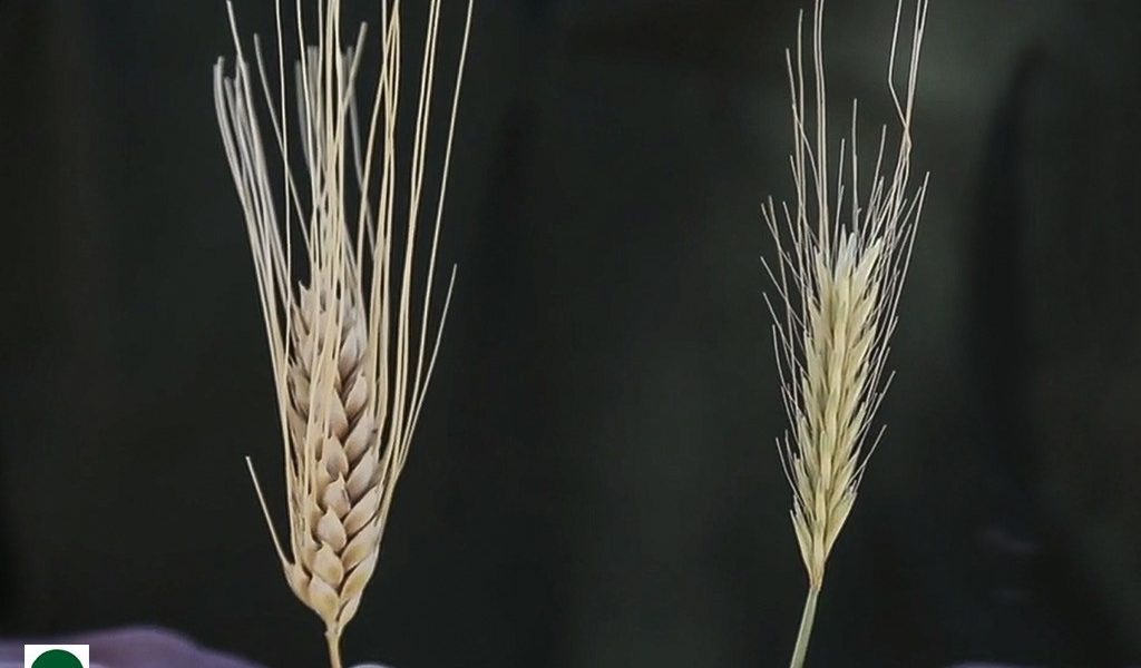 Wheat vs Tares