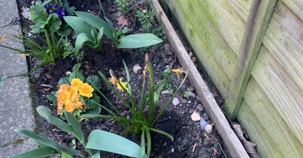 My Lessons From Gardening (Part 2)