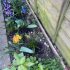 My Lessons From Gardening (Part 2)