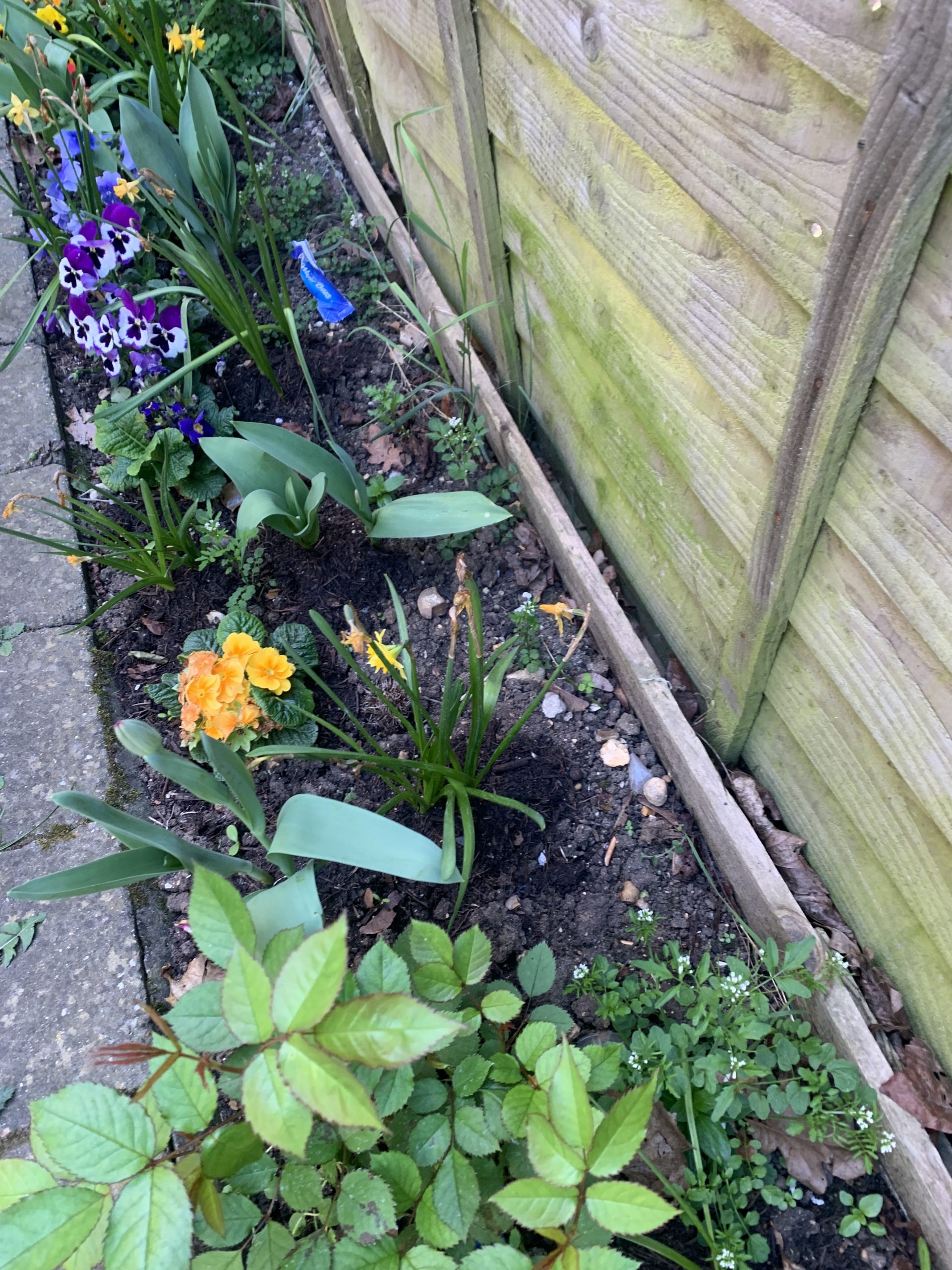 My Lessons From Gardening (Part 2)
